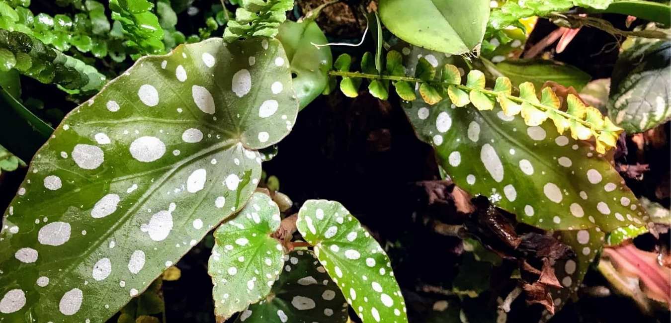 Begonia Plant Family
