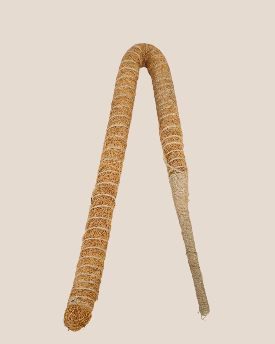 Bendable Mosspole - 60cm - Pot - Tumbleweed Plants - Online Plant Delivery Singapore