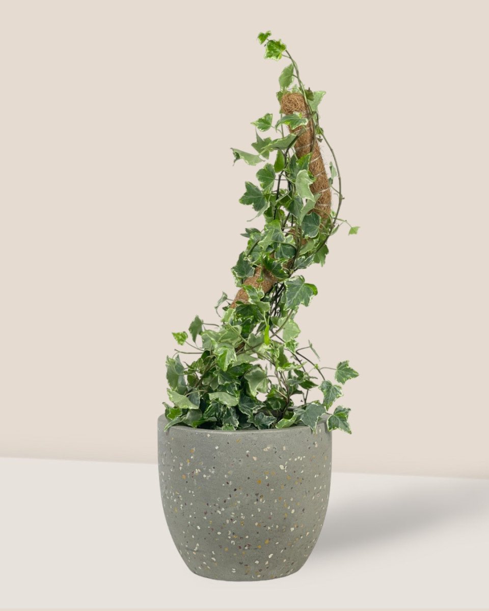 Bendable Mosspole - 60cm - Pot - Tumbleweed Plants - Online Plant Delivery Singapore
