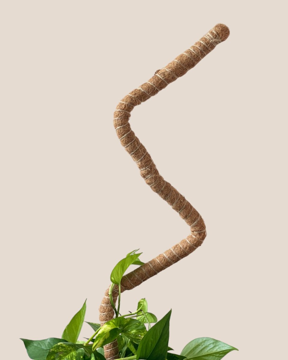 Bendable Mosspole - 60cm - Pot - Tumbleweed Plants - Online Plant Delivery Singapore