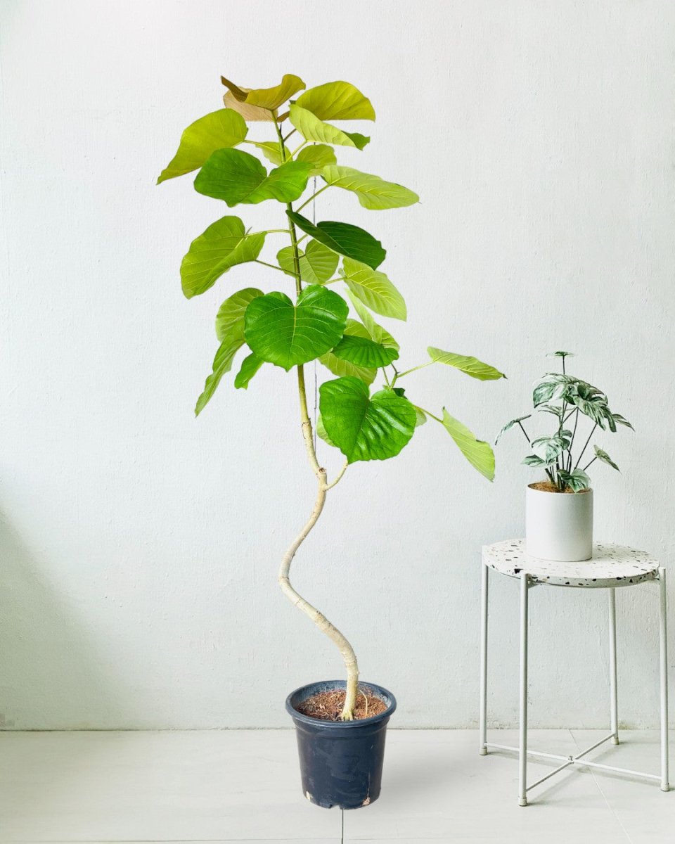 Big Bending Ficus Umbellata - grow pot - Potted plant - Tumbleweed Plants - Online Plant Delivery Singapore