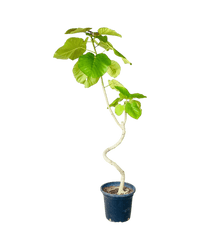 Big Bending Ficus Umbellata - grow pot - Potted plant - Tumbleweed Plants - Online Plant Delivery Singapore