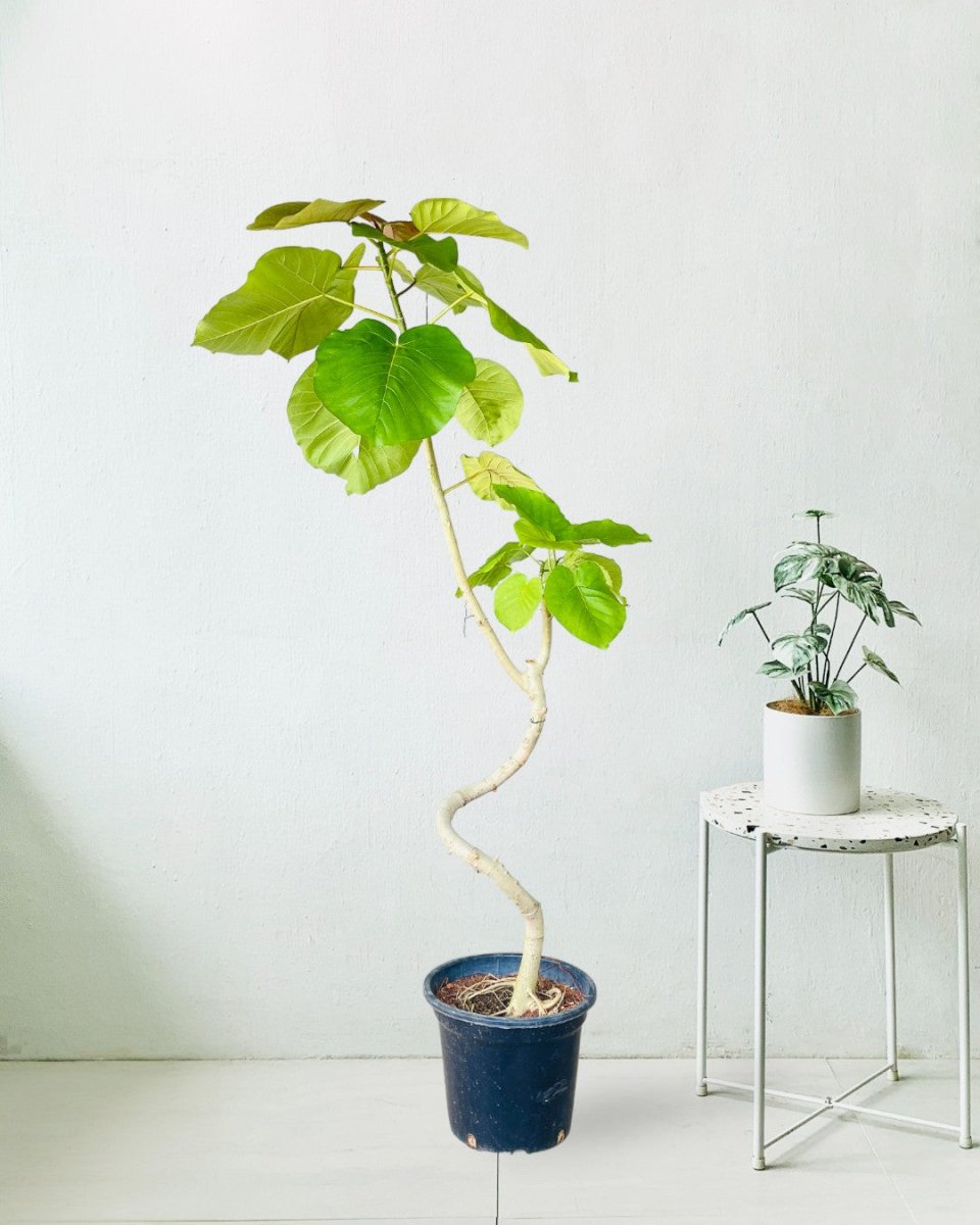 Big Bending Ficus Umbellata - grow pot - Potted plant - Tumbleweed Plants - Online Plant Delivery Singapore