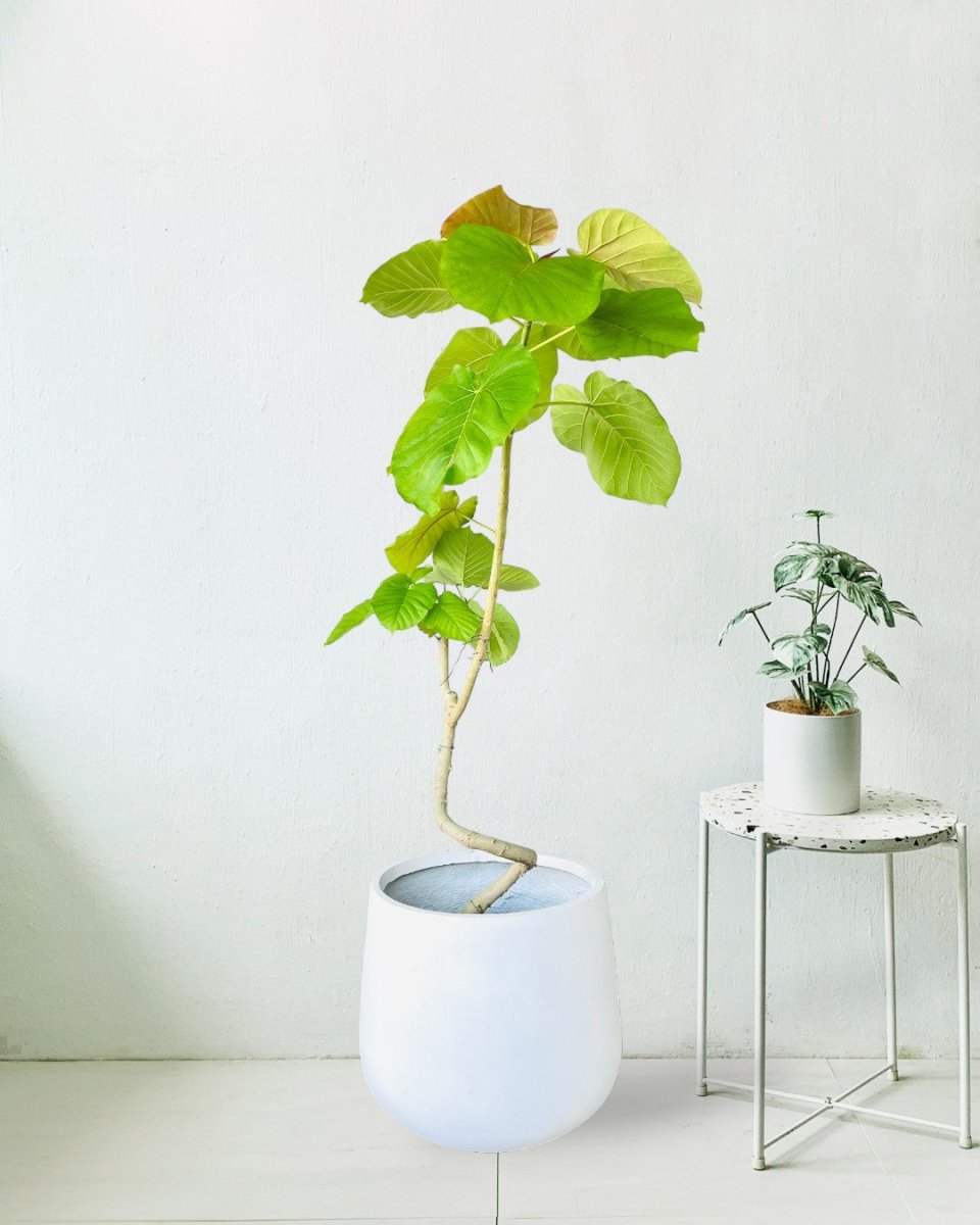 Big Bending Ficus Umbellata - grow pot - Potted plant - Tumbleweed Plants - Online Plant Delivery Singapore