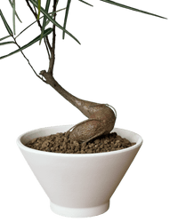 Bottle Tree Japanese Bonsai - Potted plant - POTT - BOTT - 7267 - Tumbleweed Plants - Online Plant Delivery Singapore