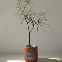 Bottle Tree Short (Brachychiton Rupestris)
