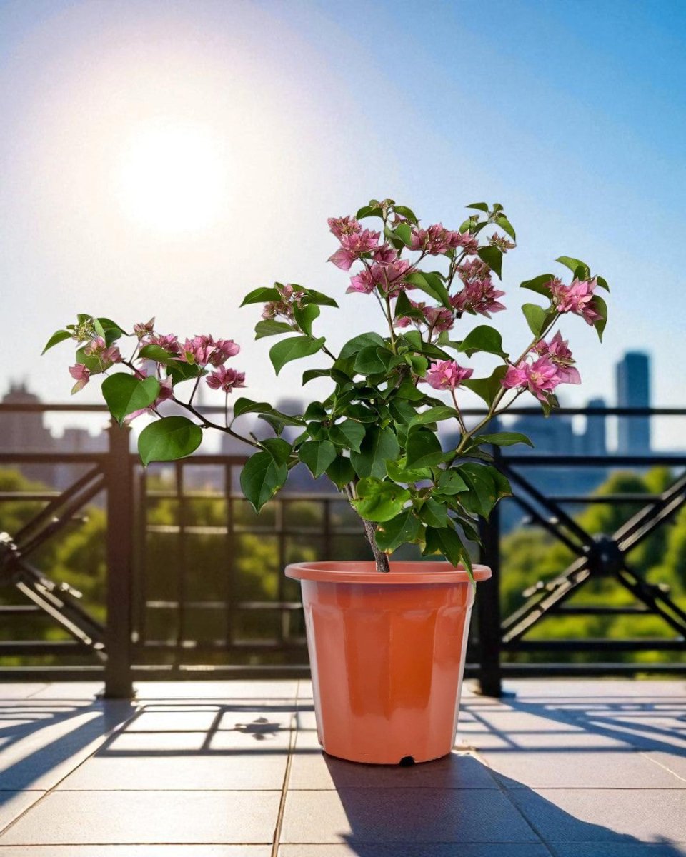Bougainvillea - Large - Potted plant - POTT - LARG - GRW - 7264 - Tumbleweed Plants - Online Plant Delivery Singapore