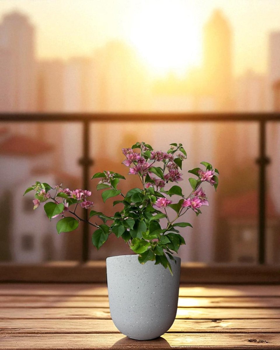 Bougainvillea - Large - Potted plant - POTT - LARG - GRW - 7264 - Tumbleweed Plants - Online Plant Delivery Singapore