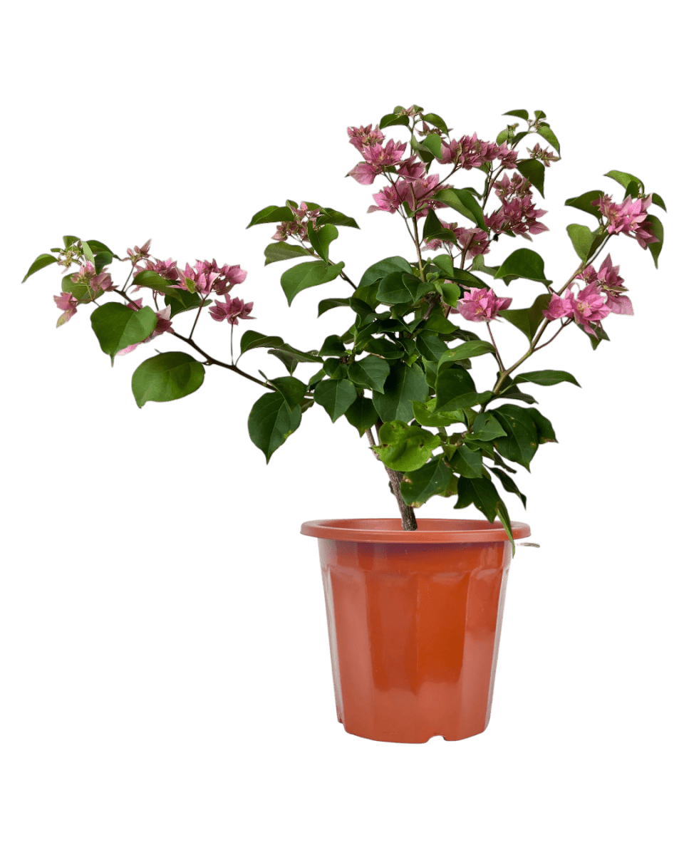 Bougainvillea - Large - Potted plant - POTT - LARG - GRW - 7264 - Tumbleweed Plants - Online Plant Delivery Singapore