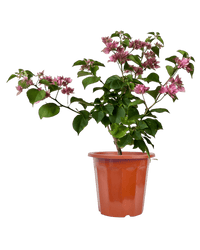 Bougainvillea - Large - Potted plant - POTT - LARG - GRW - 7264 - Tumbleweed Plants - Online Plant Delivery Singapore