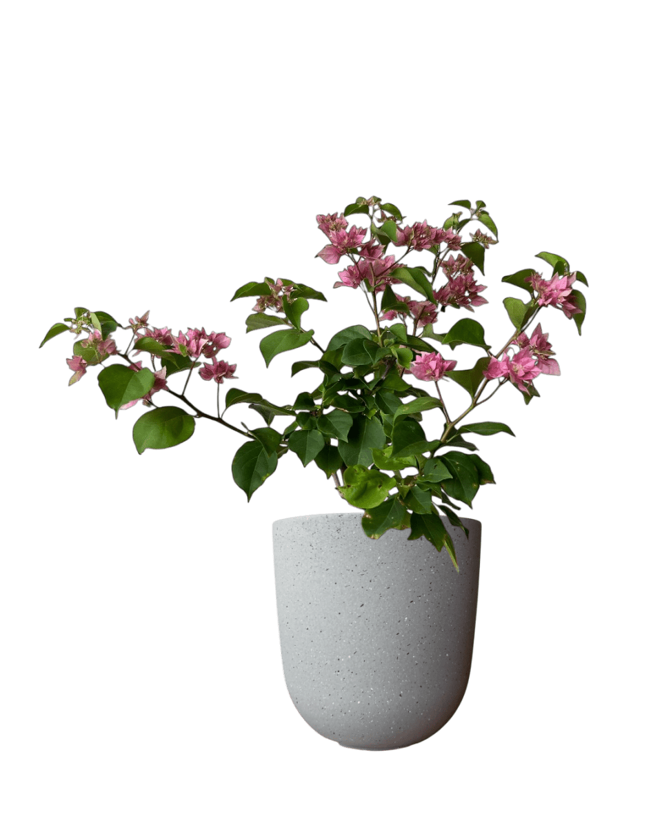Bougainvillea - Large - Potted plant - POTT - LARG - GRW - 7264 - Tumbleweed Plants - Online Plant Delivery Singapore
