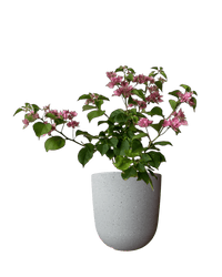 Bougainvillea - Large - Potted plant - POTT - LARG - GRW - 7264 - Tumbleweed Plants - Online Plant Delivery Singapore