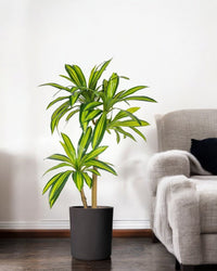 Brazil Iron Tree (Life - life Artificial) - Potted plant - 5364668702494 - Tumbleweed Plants - Online Plant Delivery Singapore