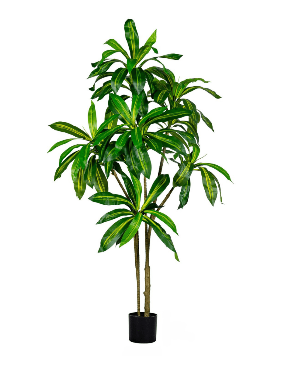 Brazil Iron Tree (Life - life Artificial) - Potted plant - 5364668702512 - Tumbleweed Plants - Online Plant Delivery Singapore