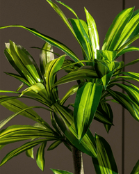 Brazil Iron Tree (Life - life Artificial) - Potted plant - 5364668702501 - Tumbleweed Plants - Online Plant Delivery Singapore