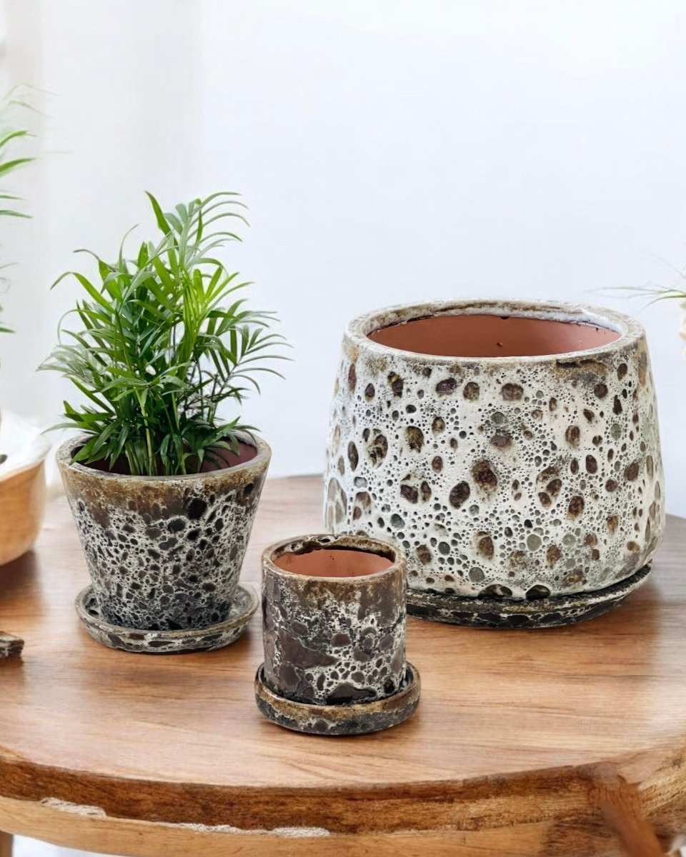 Brown Moon Pot in V - shape - Pots - POTS - BROW - CYL - 6497 - Tumbleweed Plants - Online Plant Delivery Singapore