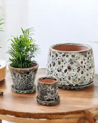 Brown Moon Pot in V - shape - Pots - POTS - BROW - CYL - 6497 - Tumbleweed Plants - Online Plant Delivery Singapore