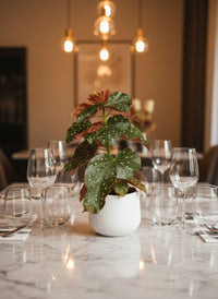 Polka Dot Begonia - Potted plant -  Tumbleweed Plants