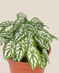 Caladium Humboldtii Plant - grow pot - Potted plant - Tumbleweed Plants - Online Plant Delivery Singapore