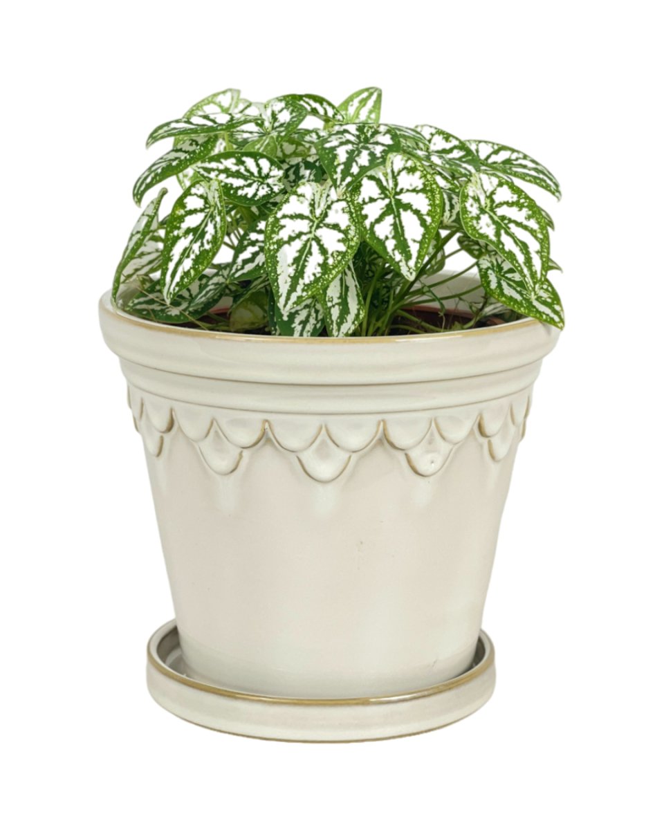 Caladium Humboldtii Plant - grow pot - Potted plant - Tumbleweed Plants - Online Plant Delivery Singapore