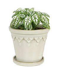 Caladium Humboldtii Plant - grow pot - Potted plant - Tumbleweed Plants - Online Plant Delivery Singapore