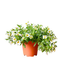 Calibrachoa Plant - grow pot - Potted plant - Tumbleweed Plants - Online Plant Delivery Singapore