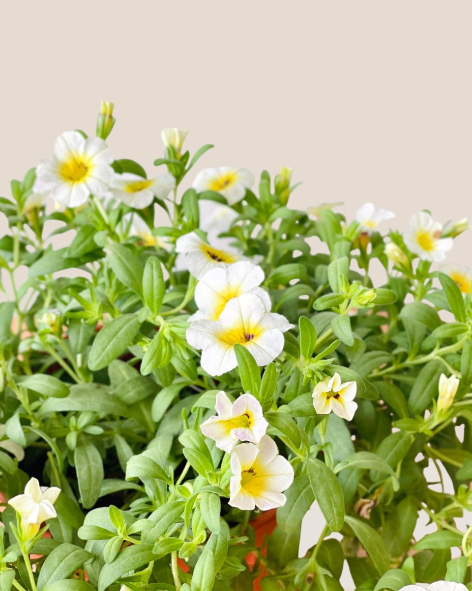 Calibrachoa Plant - grow pot - Potted plant - Tumbleweed Plants - Online Plant Delivery Singapore