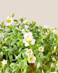 Calibrachoa Plant - grow pot - Potted plant - Tumbleweed Plants - Online Plant Delivery Singapore