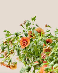 Calibrachoa Plant - grow pot - Potted plant - Tumbleweed Plants - Online Plant Delivery Singapore