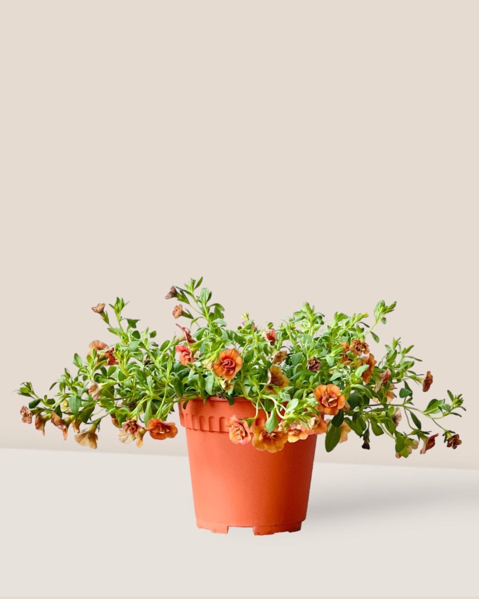 Calibrachoa Plant - grow pot - Potted plant - Tumbleweed Plants - Online Plant Delivery Singapore