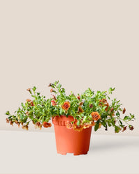 Calibrachoa Plant - grow pot - Potted plant - Tumbleweed Plants - Online Plant Delivery Singapore