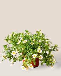 Calibrachoa Plant - grow pot - Potted plant - Tumbleweed Plants - Online Plant Delivery Singapore