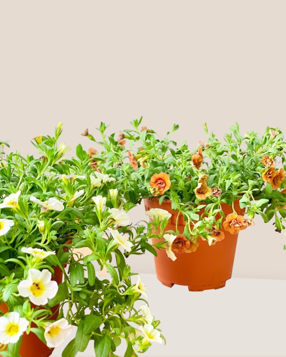 Calibrachoa Plant - grow pot - Potted plant - Tumbleweed Plants - Online Plant Delivery Singapore