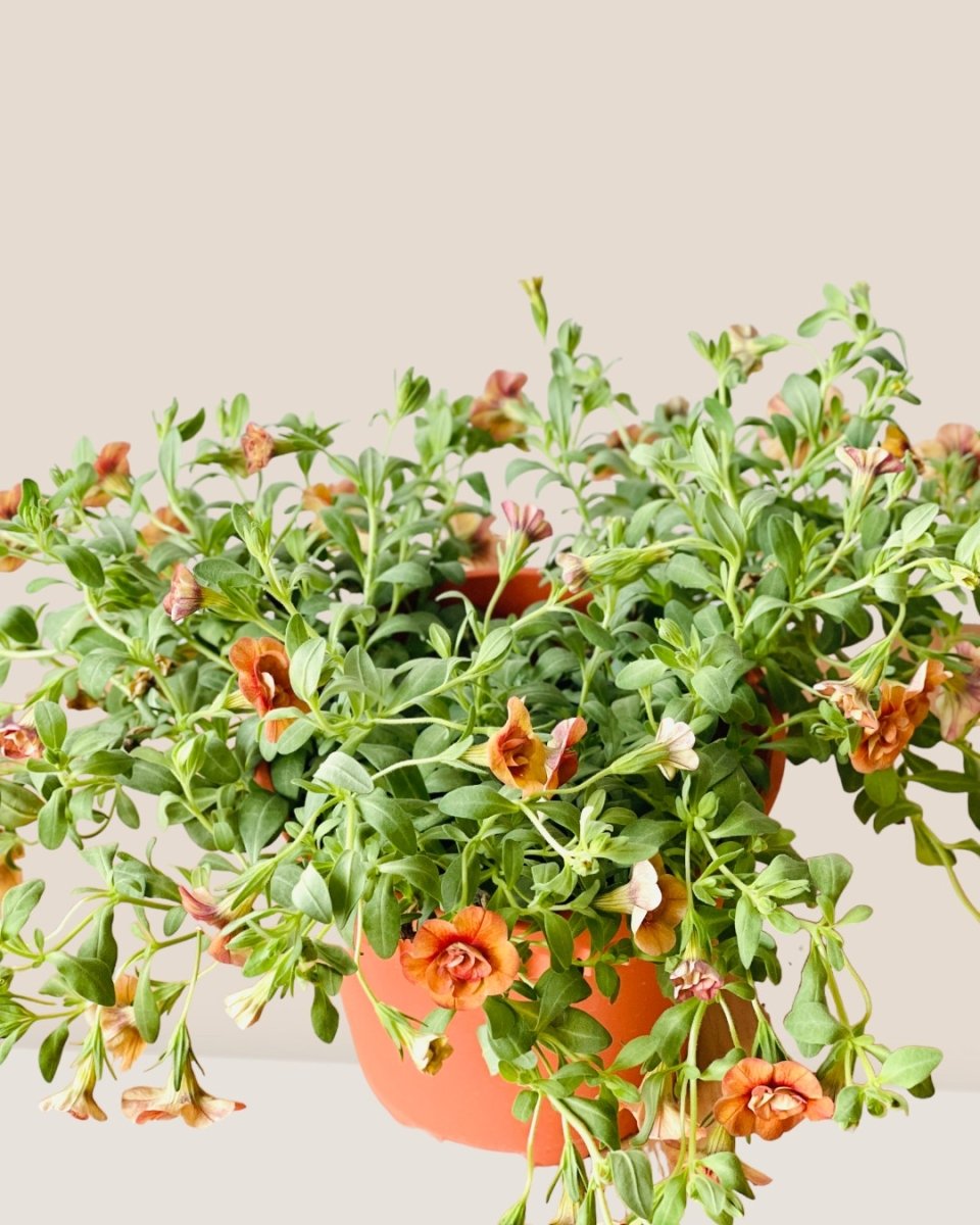 Calibrachoa Plant - grow pot - Potted plant - Tumbleweed Plants - Online Plant Delivery Singapore