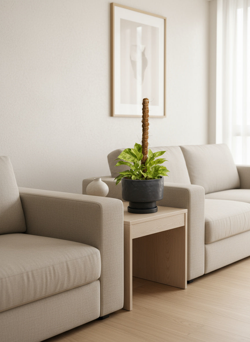 Marble Queen Plant 0.3m