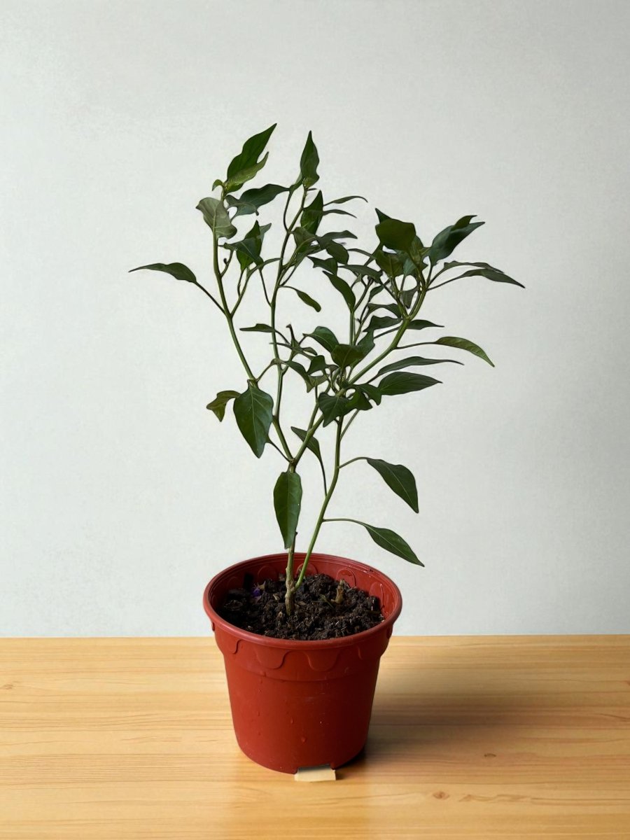 Chili Plant Padi Junior - Organic - Potted plant - POTT - CHIL - GRW - 7300 - Tumbleweed Plants - Online Plant Delivery Singapore