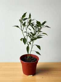 Chili Plant Padi Junior - Organic - Potted plant - POTT - CHIL - GRW - 7300 - Tumbleweed Plants - Online Plant Delivery Singapore