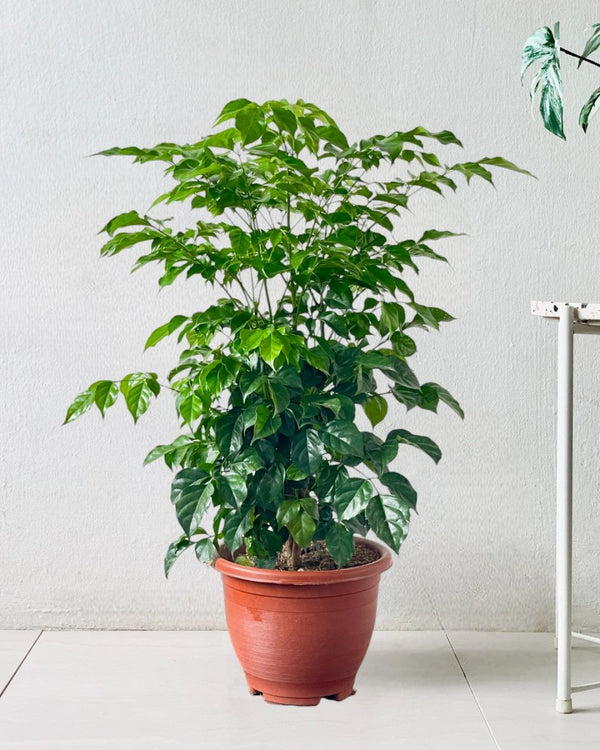 China Doll Tree (0.7m) - grow pot - Potted plant - Tumbleweed Plants - Online Plant Delivery Singapore