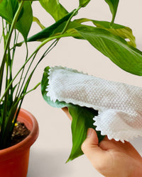 Clarke Sheets - Plant Accessories - POTS - CLAR - 6480 - Tumbleweed Plants - Online Plant Delivery Singapore
