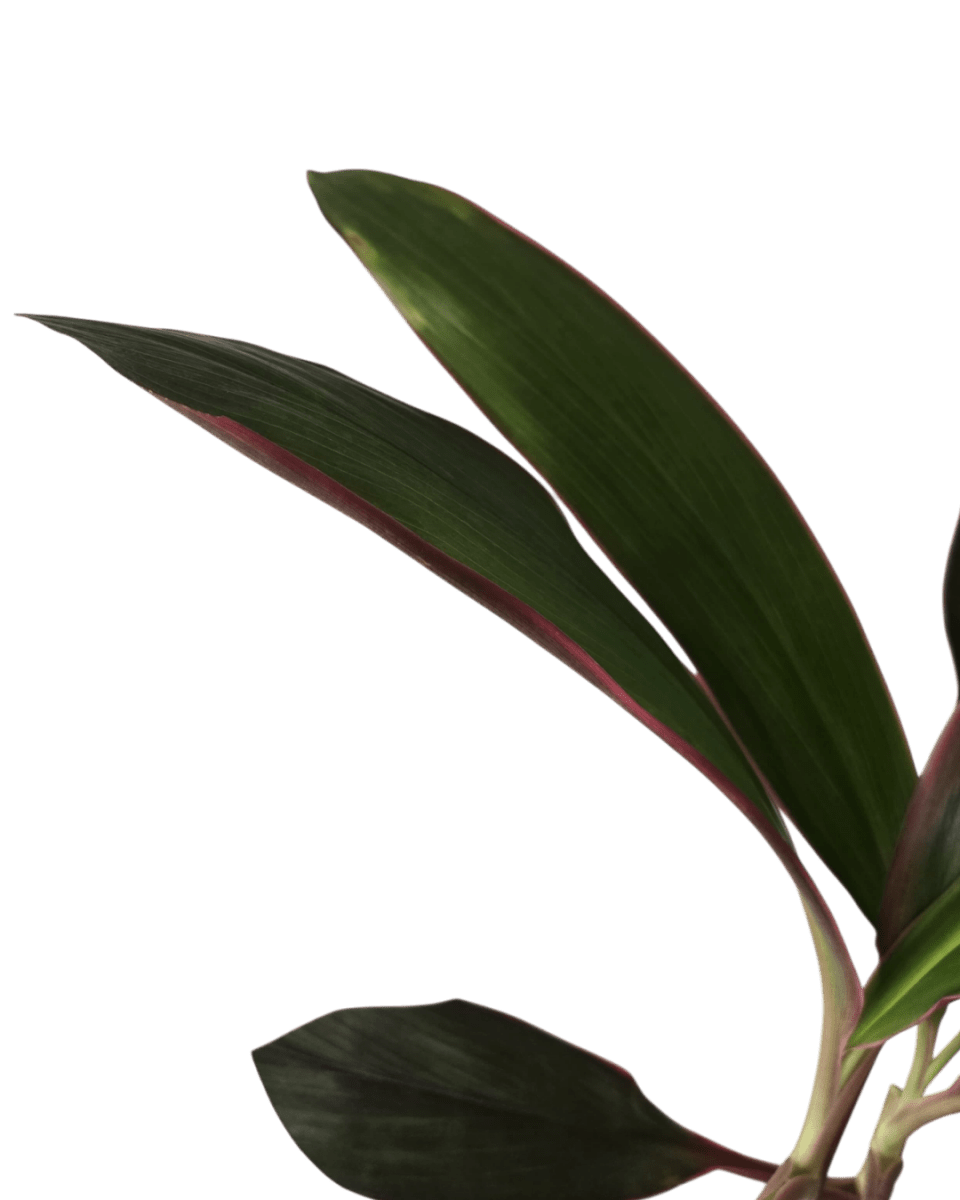 Cordyline Red Sister - Potted plant - POTT - CORD - GRW - 6665 - Tumbleweed Plants - Online Plant Delivery Singapore
