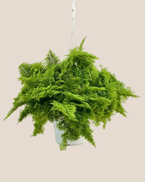 Cotton Candy Fern Plant - grow pot - Potted plant - Tumbleweed Plants - Online Plant Delivery Singapore