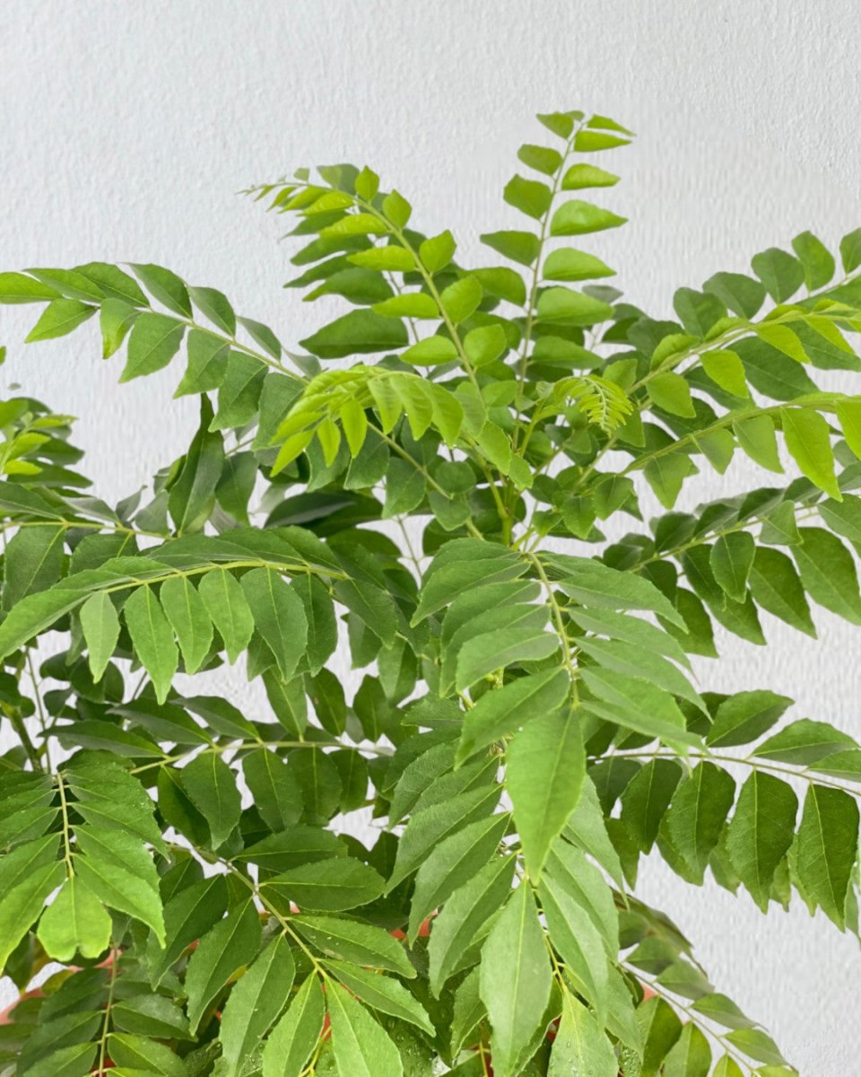 Curry Leaf Plant - grow pot - Potted plant - Tumbleweed Plants - Online Plant Delivery Singapore