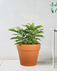 Curry Leaf Plant - grow pot - Potted plant - Tumbleweed Plants - Online Plant Delivery Singapore