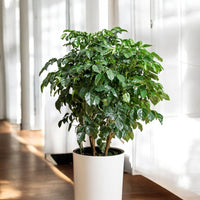 Cylinder HydroEase Pot - XL