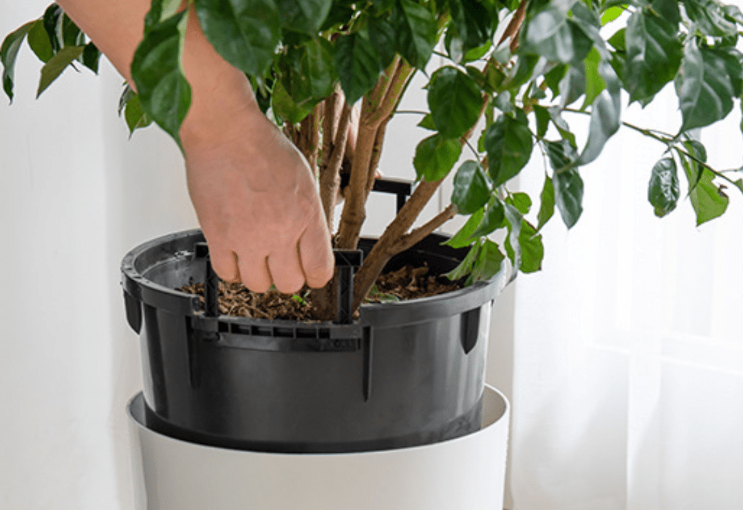 Cylinder HydroEase Pot - XL - Pots - 5526534104276 - Tumbleweed Plants - Online Plant Delivery Singapore