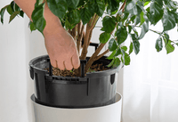 Cylinder HydroEase Pot - XL - Pots - 5526534104276 - Tumbleweed Plants - Online Plant Delivery Singapore