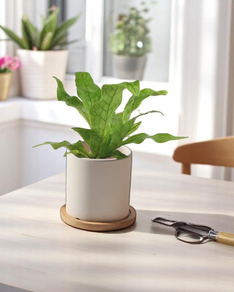 Cylinder Pot - XS - Planter - 4763524261540 - Tumbleweed Plants - Online Plant Delivery Singapore