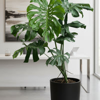 Monstera Deliciosa XL Tall Swiss Cheese Plant