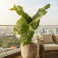 Rhaphidophora × Swiss Monstera Hybrid (One-of-a-Kind Specimen)