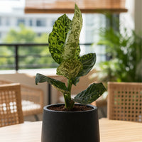 Dieffenbachia Cheetah